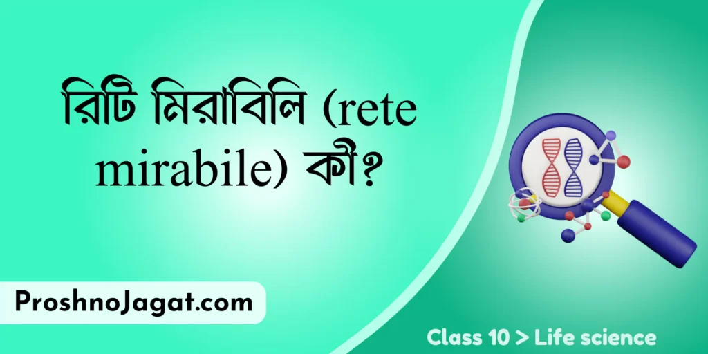 রিটি মিরাবিলি (rete mirabile) কী?